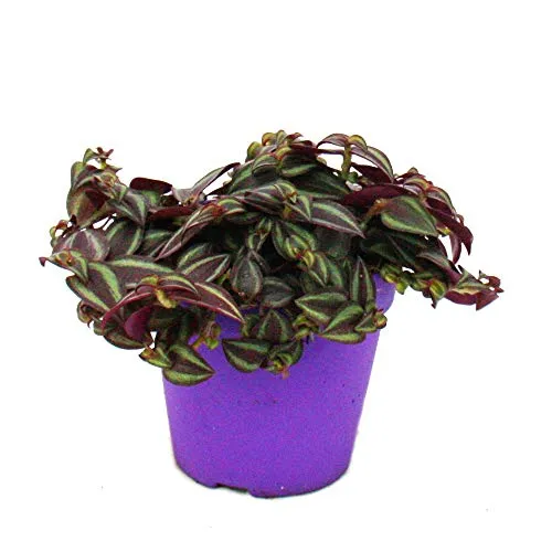 Exotenherz Tradescantia Purple Passion in lila von Exotenherz