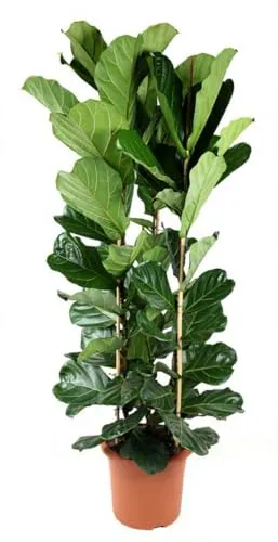 Ficus lyrata Geigenfeige Zimmerpflanze 120 cm Höhe