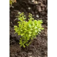 Berberis thunbergii 'Maria' -S- 20-25 cm
