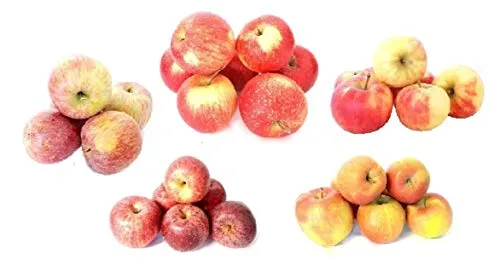 Frische Äpfel vom Bodensee Apfelmix Probierpaket