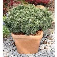 Produktbild Zwerg Strauchkiefer Noack 40-50cm - Pinus mugo