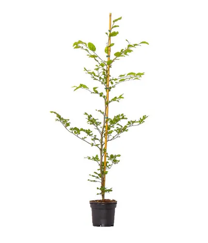 Dehner Hecken Rotbuche, Fagus sylvatica, 40 x 100-125 cm, 3 l Topf für 8 Meter Hecke - Gestalten Sie Ihre grüne Oase mit 8 Metern Rotbuche! Pflegeleicht und robust, bietet diese Hecke ganzjährig Sichtschutz und beeindruckt im Herbst mit goldgelbem Laub. Ideal für sonnige bis halbschattige Standorte.