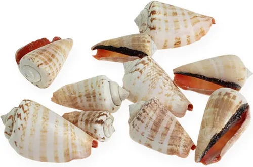 Muscheln Strombus Luhuanus Deko Sommer 1kg