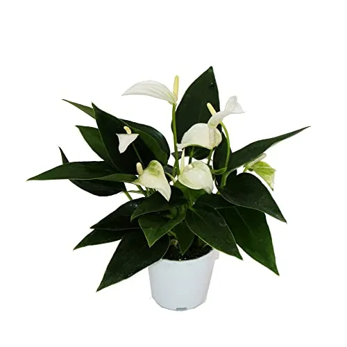 Kleine Flamingoblume Anthurium andreanum Baby-Anthurie Mini-Pflanze 7cm Topf weiss blühend White Champion
