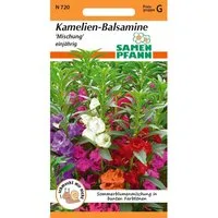 SAMEN PFANN Kamelien-Balsamine - Antischnecken