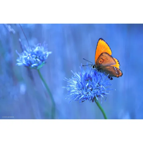 CoverYourDesk Schreibtischunterlage Orangener Schmetterling (21557405) - Schreibtischunterlage mit ansprechendem Design eines orangenen Schmetterlings, ideal für eine kreative Arbeitsumgebung und schützt gleichzeitig Ihre Tischoberfläche.