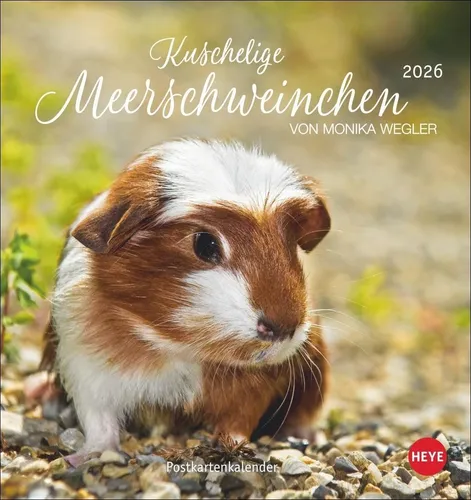 Monika Wegler | Kuschelige Meerschweinchen Postkartenkalender 2026 | Kalender