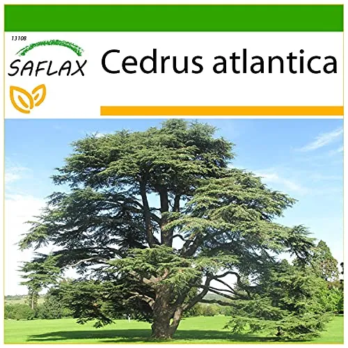 SAFLAX - Nordafrikanische Atlas Zeder - 20 Samen - Mit keimfreiem Anzuchtsubstrat - Cedrus atlantica