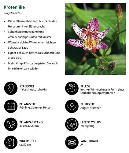 Dehner Bio Stauden-Set Grünes Gartenparadies, 18 verschiedene Gartenstauden für schattige Beete - Vielfältiges Bio Stauden-Set mit 18 schattenliebenden Pflanzen für ca. 4 m². Winterhart und pflegeleicht, ideal für schattige Standorte. Bringen Sie Farbe und Struktur in Ihren Garten!