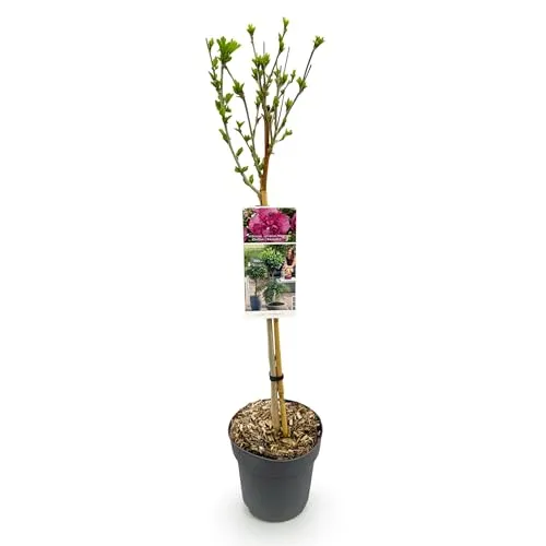 GreenboutiQ