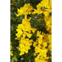Produktbild Genista Besenginster 20-30 cm