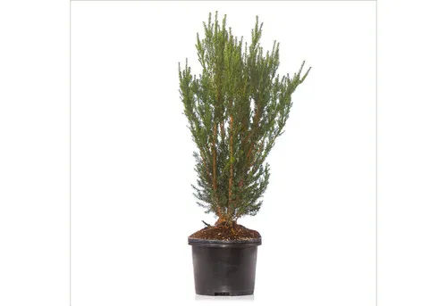 Dehner Hecken Becher-Eibe Hillii, 10 Pflanzen für 7 Meter Hecke - Immergrüne Heckenpflanze für Sichtschutz: 10 x 90-100 cm Becher-Eibe 'Hillii' - robust und frosthart, ideal für eine blickdichte Hecke im Garten.