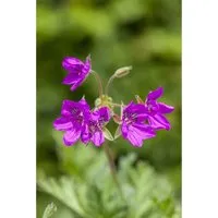 Erodium Manescavii Pyrenäen Storchschnabel Ca. 9x9 cm Topf