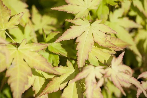 Acer Palmatum Katsura – Japanischer Ahorn Orange-Gelb 100–125 cm - Der Japanische Ahorn ‘Katsura’ begeistert mit farbenfrohem Laub und eleganter Wuchsform. Ideal für asiatische Gärten, setzt er im Beet oder Kübel beeindruckende Akzente und sorgt für ein harmonisches Ambiente.