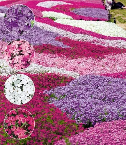 BALDUR Garten Phlox-Mix Flowers of the Sea,8 Pflanzen, bildet dichte Teppiche, immergrüner, winterharter Bodendecker-Mix, wie ein Meer in bunten Farben, pflegeleicht & trockenresistent