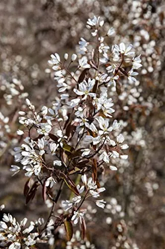 Amelanchier 'Rainbow Pillar' - Felsenbirne mit weißen Blüten - Obstsamen & -pflanzen, bienenfreundlich und pflegeleicht, ideal für Hecken und bietet essbare Beeren.