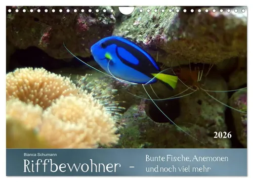 Bianca Schumann | Riffbewohner - Bunte Fische und Anemonen - Kalender 2025 mit 14 Seiten, präsentiert die faszinierende Vielfalt tropischer Riffe. Ideal für Naturliebhaber und ein schönes Geschenk für jeden Anlass.