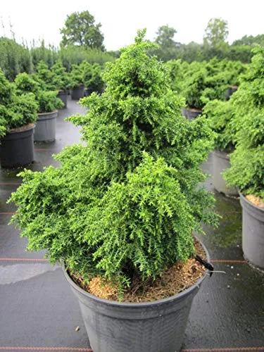 Cryptomeria japonica Yokohama