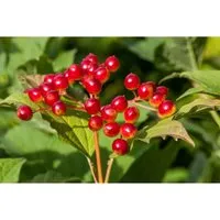 Viburnum Opulus Gewöhnlicher Schneeball 100–125 cm