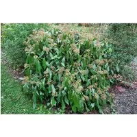 Hedera Colchica Persischer Efeu 60–100 cm