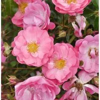 Produktbild Hochstamm Rose Neon 80-100cm