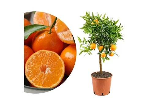 Clementinenbaum Mezzo - süße Früchte für Garten und Balkon - DEKORATIV - Exklusives Stämmchen mit runder Krone, ideal für Garten oder Balkon. PFLEGELEICHT - Wächst in vielen Klimazonen und benötigt minimale Pflege. SÜSSE FRÜCHTE - Liefert besonders süße Clementinen, die frisch und kernlos sind.