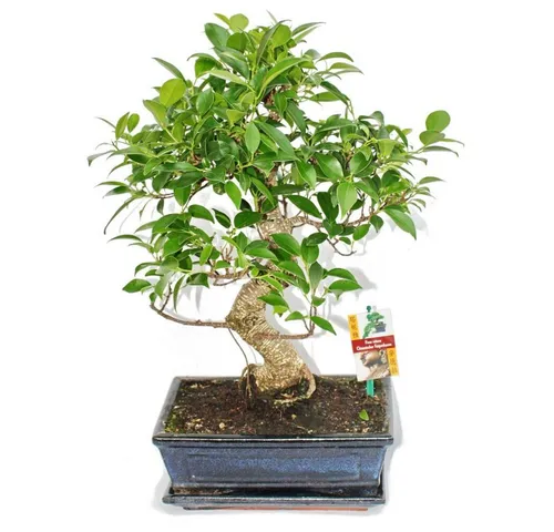 Exotenherz Bonsai Chinesischer Feigenbaum - Ficus retusa, ca. 10 Jahre - Zimmerpflanze - Ein einzigartiger Bonsai, handgearbeitet und ideal für Anfänger. Perfekt für helle Fensterplätze, bringt Leben in Ihr Zuhause.