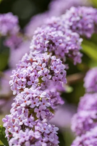 Buddleja alternifolia - Hänge-Sommerflieder mit lavendelfarbenen Blüten - Bienenfreundlicher Sommerflieder mit duftenden Blüten, ideal für sonnige Standorte und Hecken. Winterhart bis -20 °C, pflegeleicht und perfekt für Gartenanfänger.