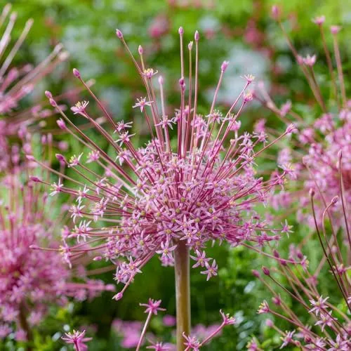 Allium Zwiebeln Winterhart Mehrjährig von DUTCH BULBS