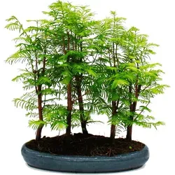 Exotenherz Urwelt-Mammutbaum Bonsai Set - Schaffen Sie mit 5-7 einzigartigen Urwelt-Mammutbäumen ein beeindruckendes Outdoor-Bonsai-Arrangement. Handgearbeitet, ideal für halbschattige bis sonnige Standorte.