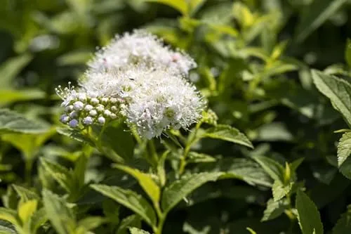 Spiraea japonica 'Albiflora' 15-20 cm – Winterhart, Mehrjährig, Pflegeleicht – Japanische Spiere – Zierstrauch für Beet & Rabatte