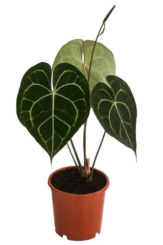 Dehner Zimmerpflanze Herzblattblume, Anthurium clarinervium, Pflanzen-Rarität, luftreinigende, tropische Grünpflanze mit herzförmigen Blättern