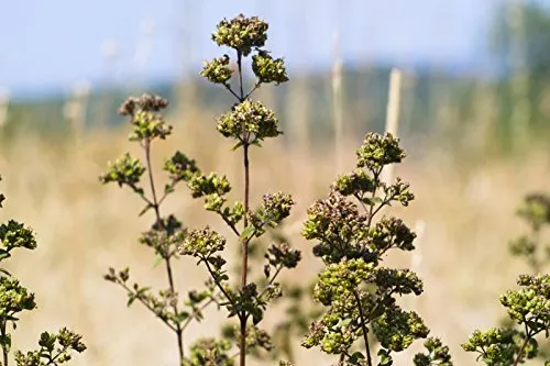 Griechischer Oregano - Pizza Dost - min. 30 Samen