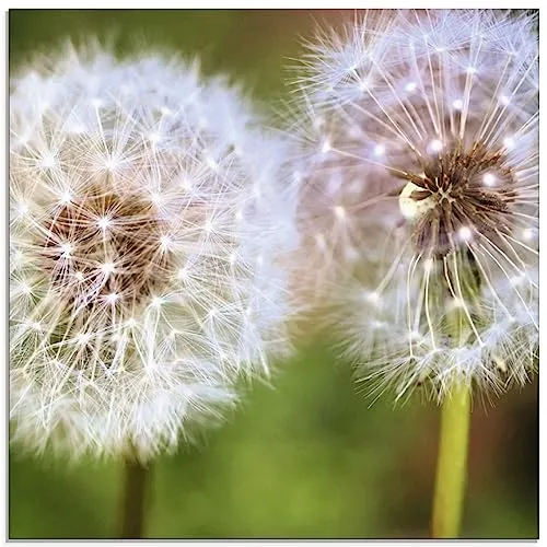 ARTland Wanddeko Glasbilder Wandbild Glas Bild einteilig Quadratisch Pflanzen Blumen Mikro Makro Pusteblume Löwenzahn S9MJ