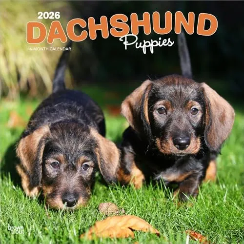 Dachshund Puppies – Dackel Welpen 2026 – 16-Monatskalender: Original BrownTrout-Kalender [Mehrsprachig] [Kalender] (Wall-Kalender)