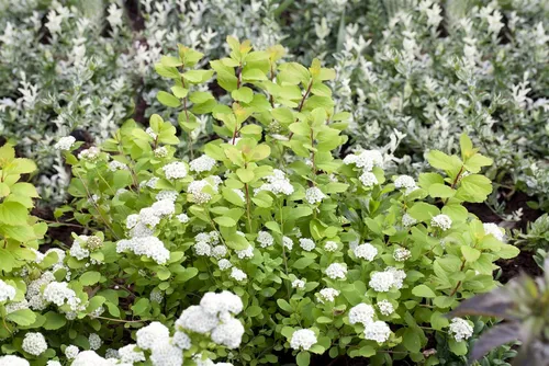 Pflanzen für Dich Gehölze Spiraea betulifolia Tor Gold, 1 St., Birkenblättrige Spiere