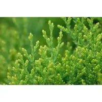 Thuja orientalis 'Aurea Nana' 30-40 cm