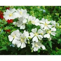 Lavatera X Olbia Strauchpappel White Angel Ca 11x11 cm Topf