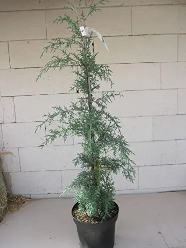 Cupressus glabra Blue Ice von Baumschule