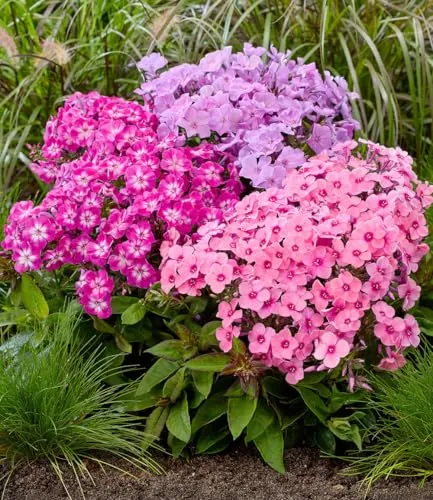 BALDUR Garten 3x Niedriger Phlox-Mix 'Flatscreen®' - Farbenfroher Phlox-Mix mit reich blühenden Knollen in Größe I. Ideal für Beete und Steingärten, pflegeleicht und winterhart. Wuchshöhe 40-50 cm, Blütezeit von Juni bis August.