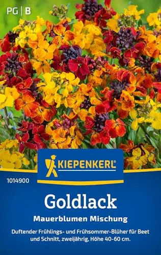 Kiepenkerl Goldlacksamen Mauerblumen Mischung 1014900 - Blumensamen für duftende Frühlings- und Frühsommerblumen mit einer Wuchshöhe von 40 bis 60 cm - Pflanzen, Saatgut