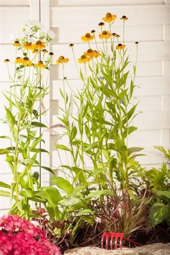 Helenium x cult. 'Wyndley' 11x11 cm Topf – Winterhart, Mehrjährig, Pflegeleicht – Sonnenbraut – Staude für Beet & Rabatte