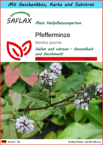 SAFLAX Blumensamen SAFLAX - Geschenkset - Pfefferminze