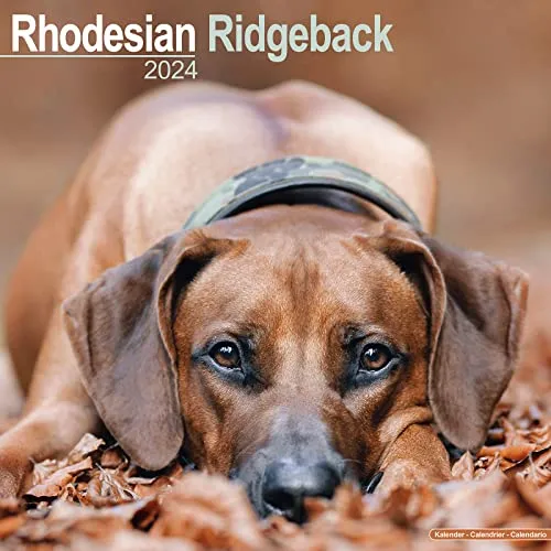 Rhodesian Ridgeback