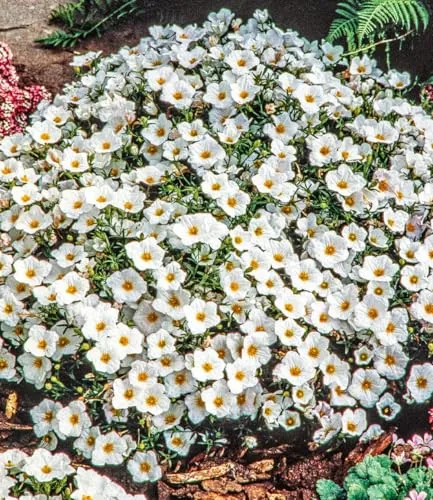 BALDUR Garten Bodendecker Bergsandblume - Winterhart & Mehrjährig - Die winterharte Bergsandblume im praktischen 9x9 cm-Topf ist ideal für Steingärten. Geringer Pflegeaufwand und blühend von Mai bis Juli, perfekt für sonnige bis halbschattige Standorte.