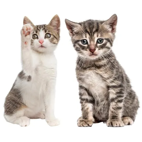 Katzen-Baby Aufkleber Set I 2 niedliche Sticker für Tier-Freunde I Braun & Weiß I lebensecht groß I Dekorations-Idee I permanenthaftend I selbstklebend I Wandtattoo I dv1032