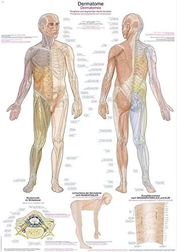 Anatomische Lehrtafel 