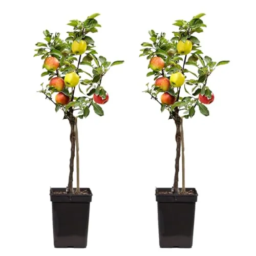 Plant in a Box - Apfelbaum mit 3 Sorten - 2er Set - Obstsamen & -pflanzen, mehrsortiger Apfelbaum mit 'Elstar', 'Jonagored' & 'Golden Delicious', ideal für kleine Gärten oder Terrassen, selbstbestäubend und winterhart.