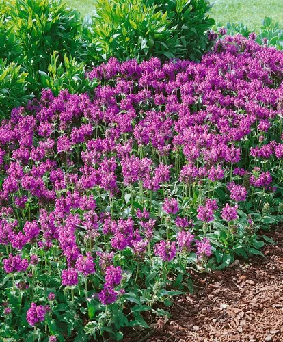 Pflanzen für Dich Staude Prunella grand. Pink Loveliness, 1 St., Großblütige Braunelle
