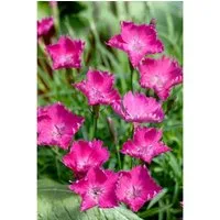 Dianthus superbus, Pracht-Nelke mit rosa Blüten - Die elegante Federnelke in 9x9 cm Topf bringt romantische Blütenpracht in zartem Rosa in Ihren Garten. Ideal für Beete, Kübel oder als Schnittblume, robust und pflegeleicht.